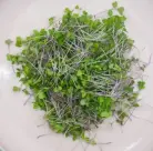 Micro-pousse de Kohlrabi turnip Chou rave