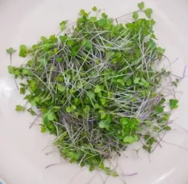 Micro-pousse de Kohlrabi turnip Chou rave